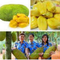 Máquina de procesamiento de jackfruit seca por llave natural